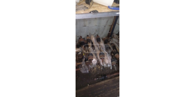 Pil HYUNDAI Elantra 2011-2020